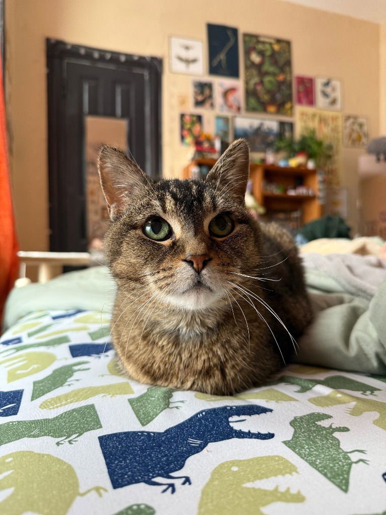 ZELDA - Domestic Short Hair available for adoption