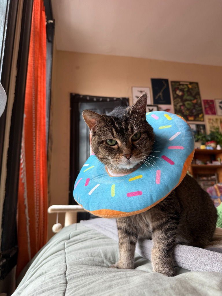 ZELDA - Domestic Short Hair available for adoption