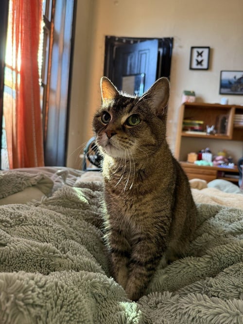 ZELDA - Domestic Short Hair available for adoption