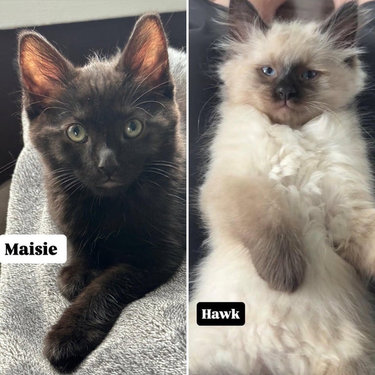 Hawk- Pending Adoption / Maisie- Pending Adoption Image