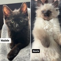 Hawk- Pending Adoption / Maisie- Pending Adoption - Photo 1