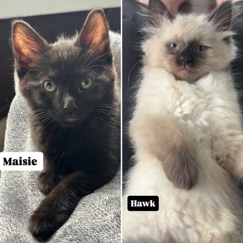 HAWK- PENDING ADOPTION / MAISIE- PENDING ADOPTION - Domestic Long Hair available for adoption