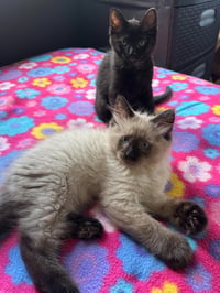 Hawk- Pending Adoption / Maisie- Pending Adoption - Photo 2