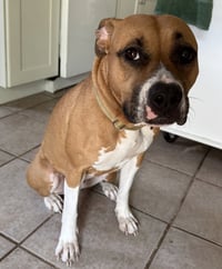 Honey - Pending Adoption - Photo 3