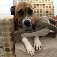 Honey - Pending Adoption - Photo 2