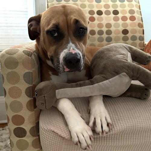 HONEY - PENDING ADOPTION - Pit Bull Terrier / Terrier available for adoption