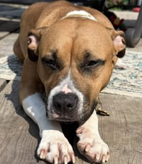 Honey - Pending Adoption - Photo 4