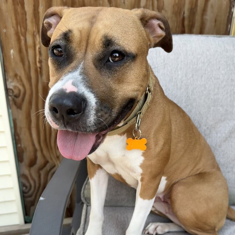 Honey - Pending Adoption Image