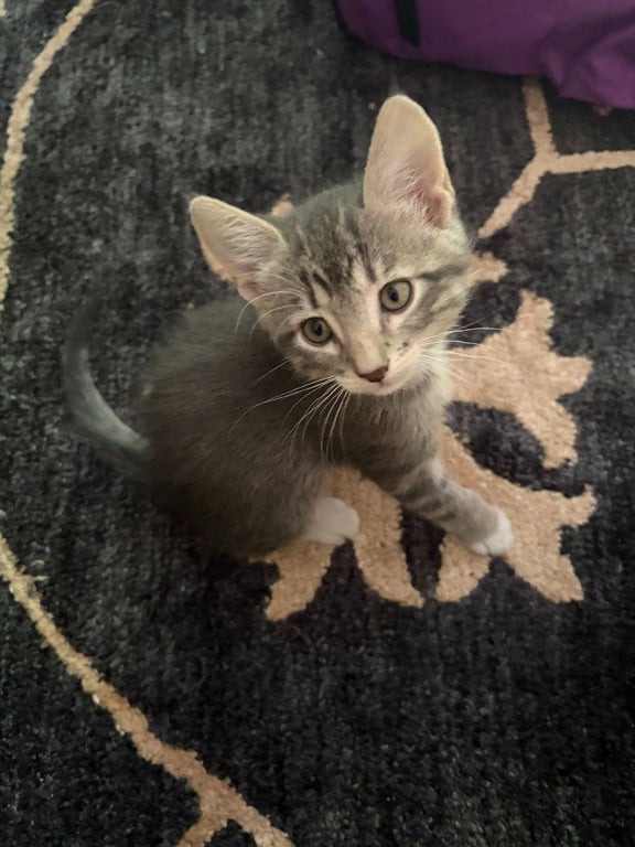 Louie Image