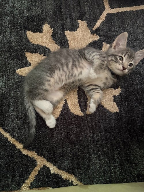 LOUIE - Domestic Short Hair available for adoption