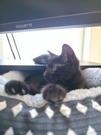 Mel - Pending Adoption - Photo 4