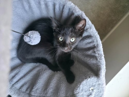 MEL - PENDING ADOPTION - Domestic Short Hair available for adoption