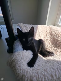 Mel - Pending Adoption - Photo 3