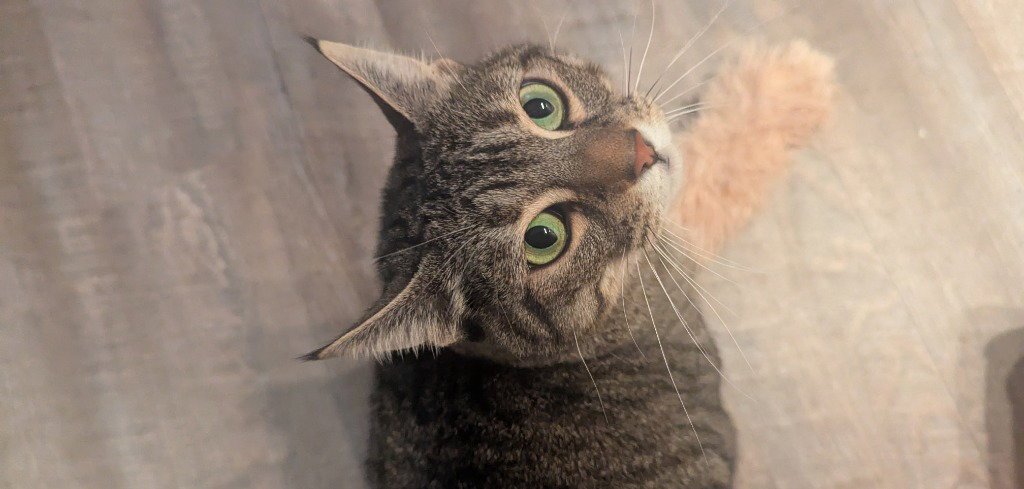 Mushie - Pending Adoption Image