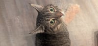 Mushie - Pending Adoption - Photo 1