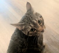 Mushie - Pending Adoption - Photo 2