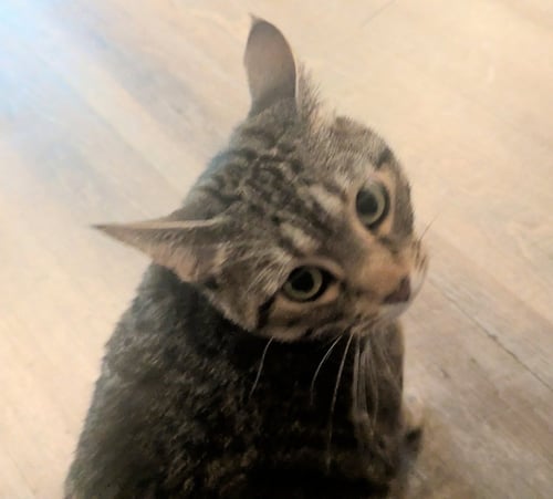 MUSHIE - PENDING ADOPTION - Domestic Short Hair available for adoption