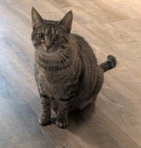 Mushie - Pending Adoption - Photo 4