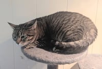 Mushie - Pending Adoption - Photo 3