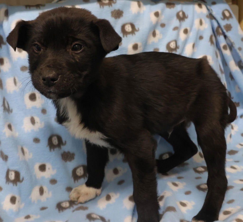 ZAREK - Shepherd / Husky available for adoption