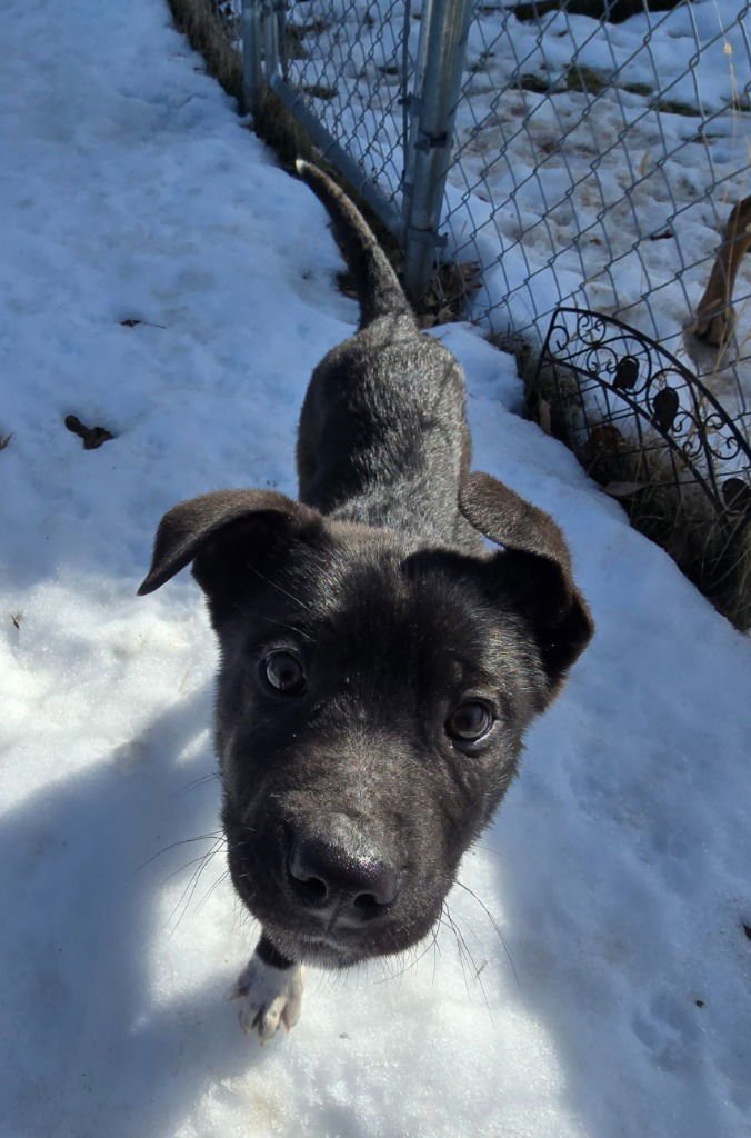 ZAREK - Shepherd / Husky available for adoption