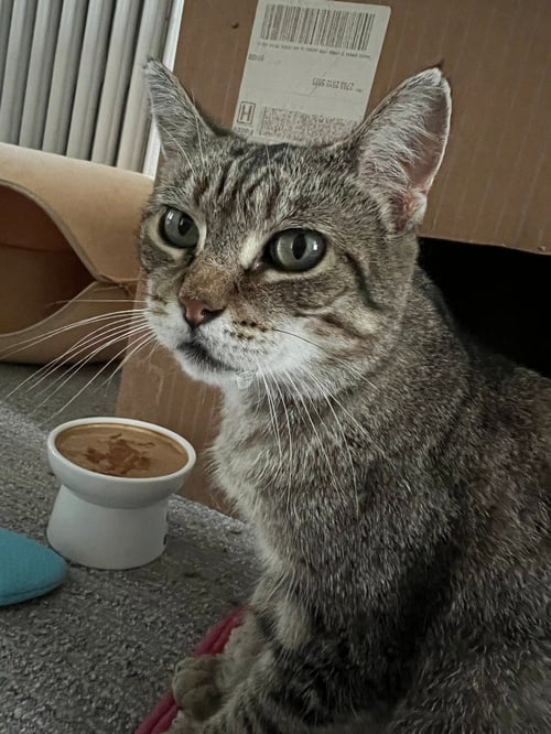 ELLIE - Domestic Short Hair available for adoption