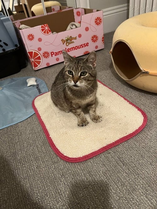 ELLIE - Domestic Short Hair available for adoption
