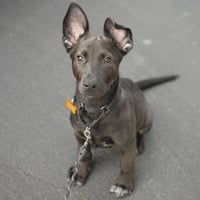 Bagel - No Longer Accepting Applications - Photo 1