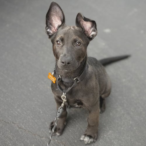BAGEL - German Shepherd Dog / Labrador Retriever available for adoption