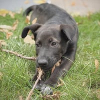 Bagel - No Longer Accepting Applications - Photo 3