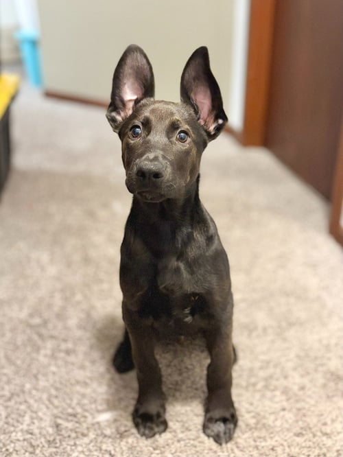 BAGEL - German Shepherd Dog / Labrador Retriever available for adoption