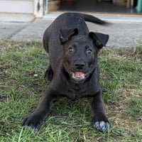 Bagel - No Longer Accepting Applications - Photo 4