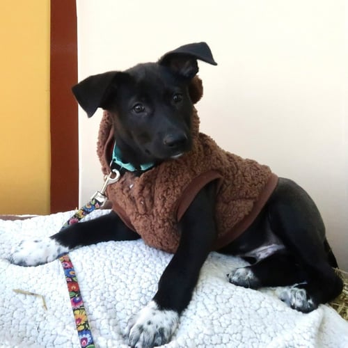 BUTTON - German Shepherd Dog / Labrador Retriever available for adoption