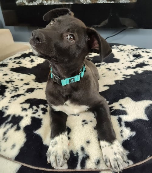 BUTTON - German Shepherd Dog / Labrador Retriever available for adoption