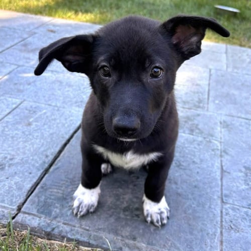 BUTTON - German Shepherd Dog / Labrador Retriever available for adoption