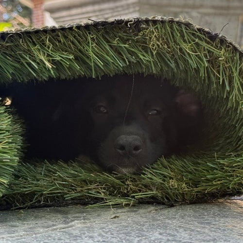 BUTTON - German Shepherd Dog / Labrador Retriever available for adoption