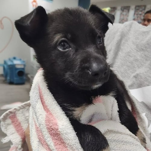 BUTTON - German Shepherd Dog / Labrador Retriever available for adoption