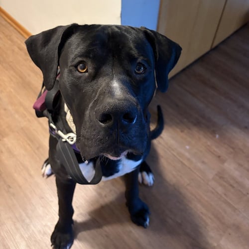 NOVA - Cane Corso Mastiff / Terrier available for adoption