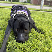 Nova - Photo 4
