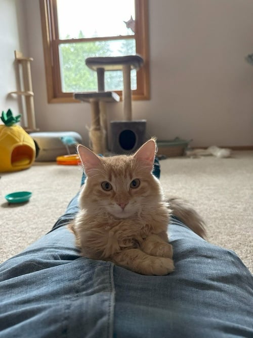 IGNI - Domestic Medium Hair available for adoption