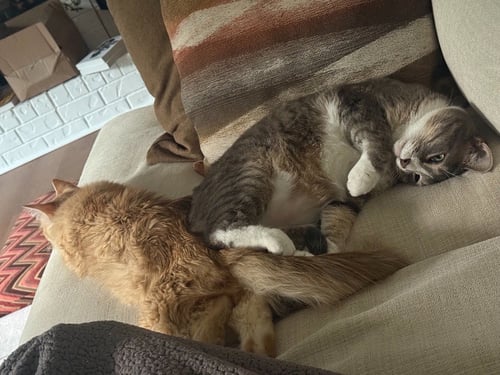 IGNI - Domestic Medium Hair available for adoption