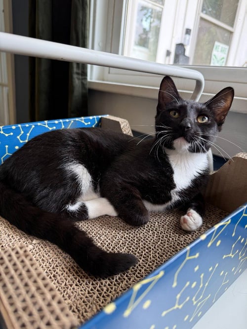 DRAGON - Domestic Short Hair available for adoption