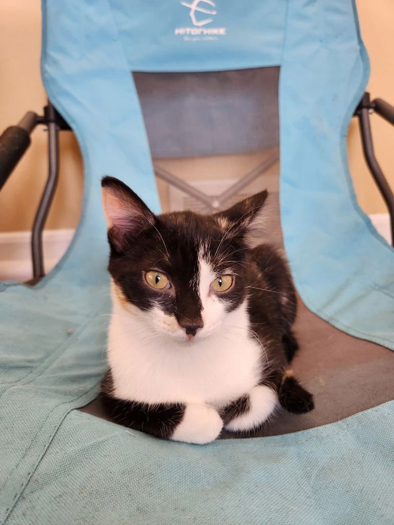 TINKERBELL - Domestic Short Hair available for adoption