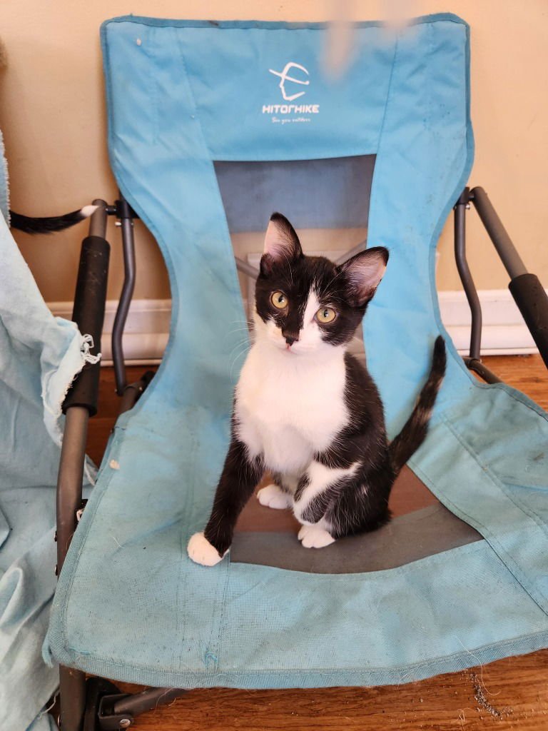 TINKERBELL - Domestic Short Hair available for adoption