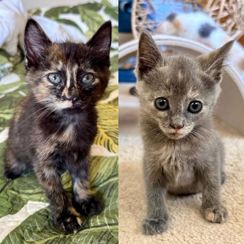 CARTERS - PENDING / LIL GRIDDY - PENDING - Domestic Short Hair available for adoption