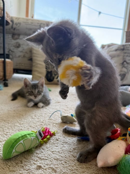 CARTERS - PENDING / LIL GRIDDY - PENDING - Domestic Short Hair available for adoption