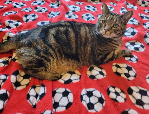 CHAMPA - Domestic Short Hair available for adoption
