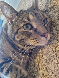Champa - Photo 2