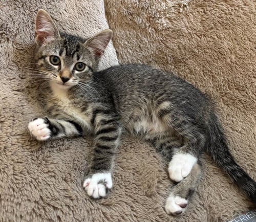 LILY - PENDING ADOPTION / LOTUS - PENDING ADOPTION - Domestic Short Hair available for adoption