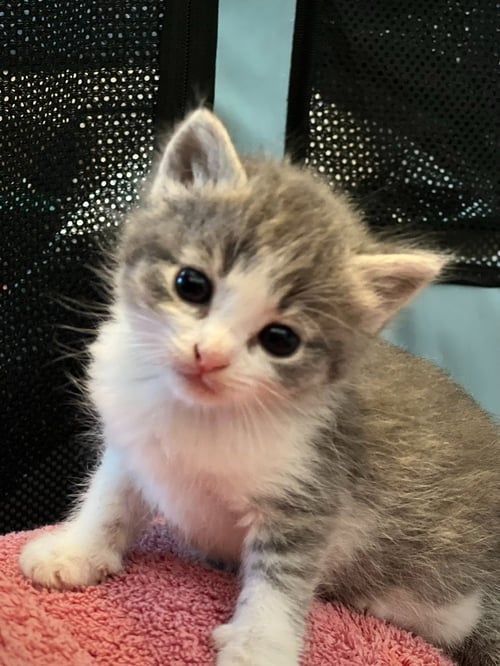 CABANA - Domestic Short Hair available for adoption